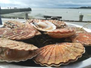 Scallops in cancale